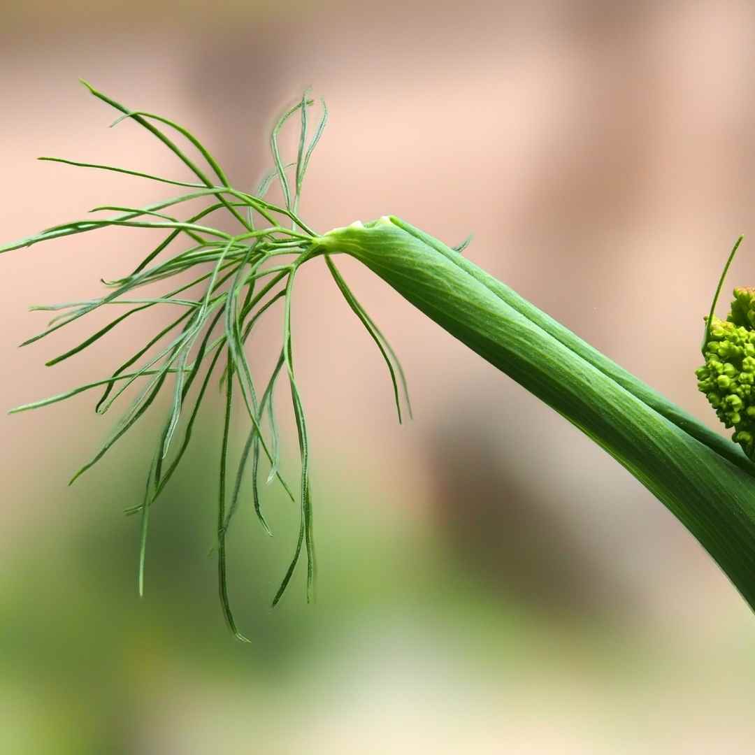 weeds for health on gozo