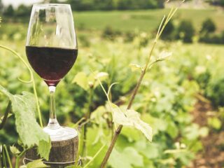 Wine tasting at Ta Mena Wine tasting at Ta Mena