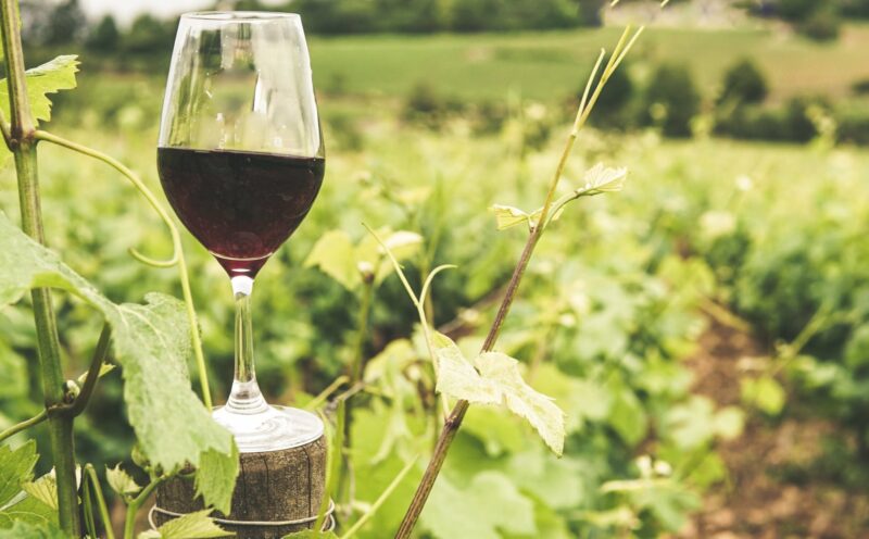 Wine tasting at Ta Mena Wine tasting at Ta Mena