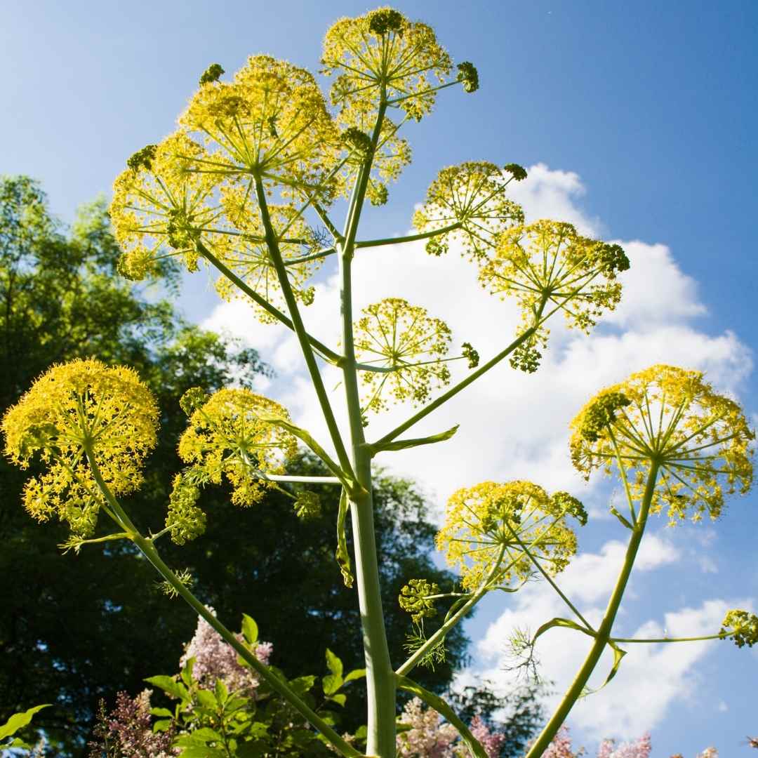 weeds for health on gozo