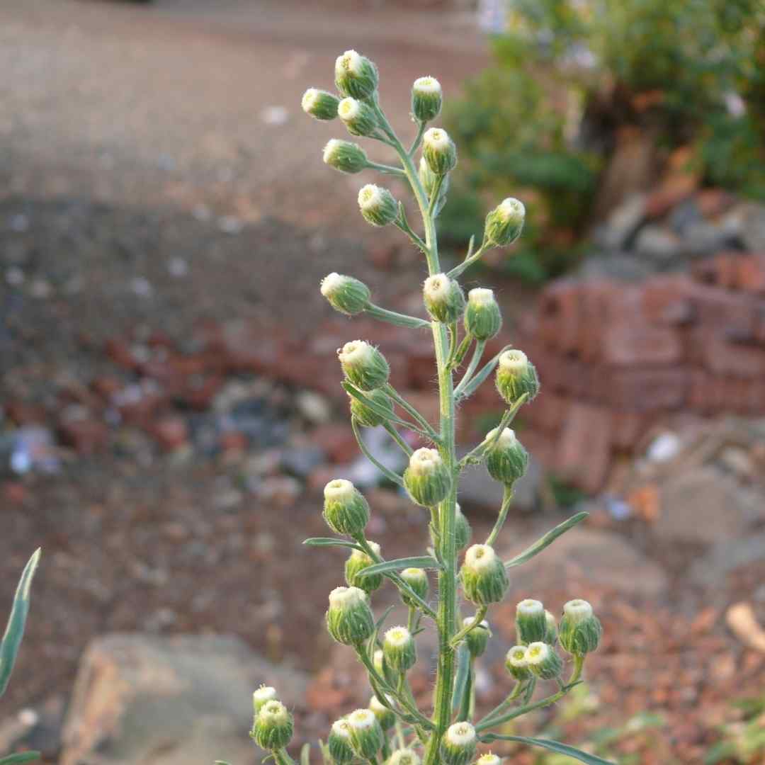 Weeds For Health Gozo
