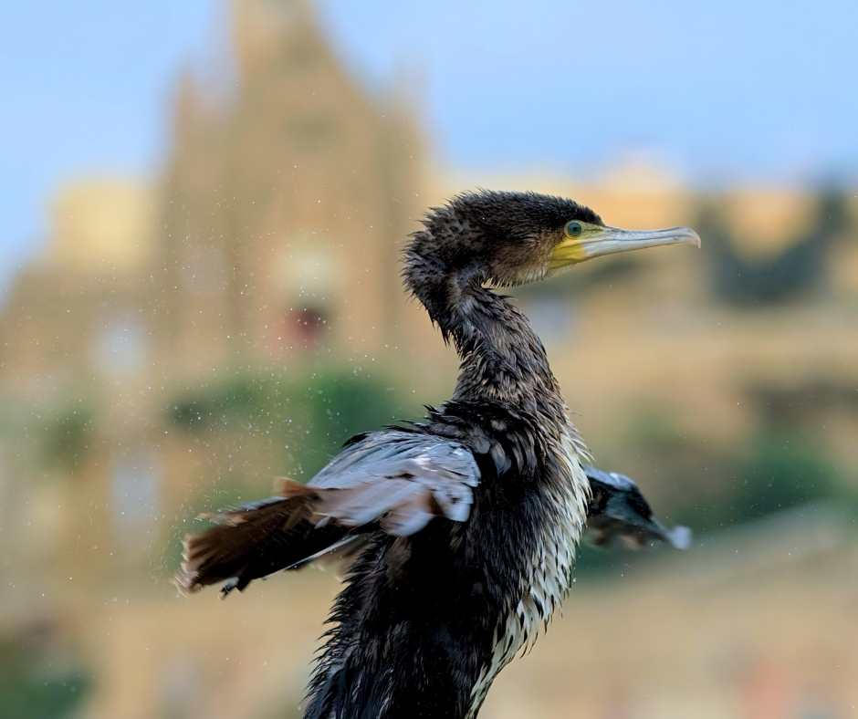 Birdlife Gozo