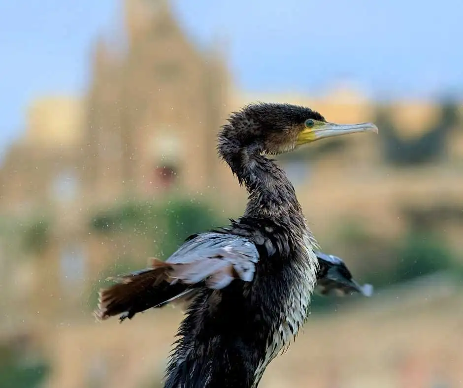 Birdlife Gozo