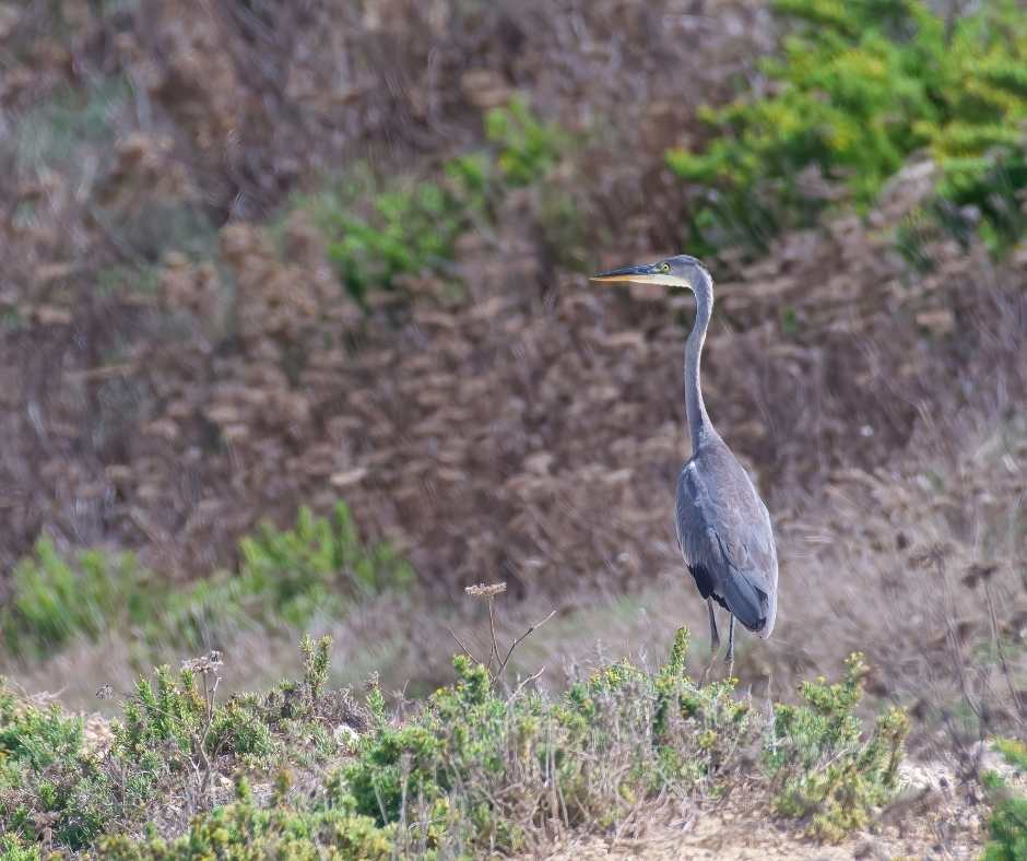 Gozo Bird Diaries