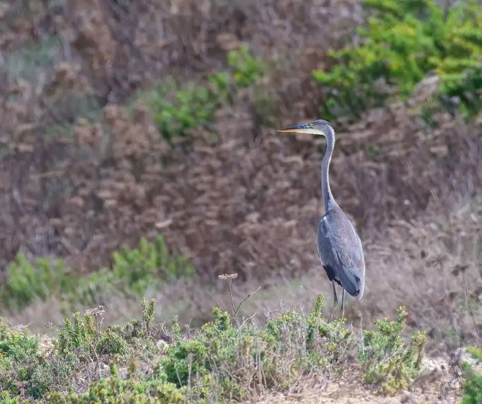 Gozo Bird Diaries
