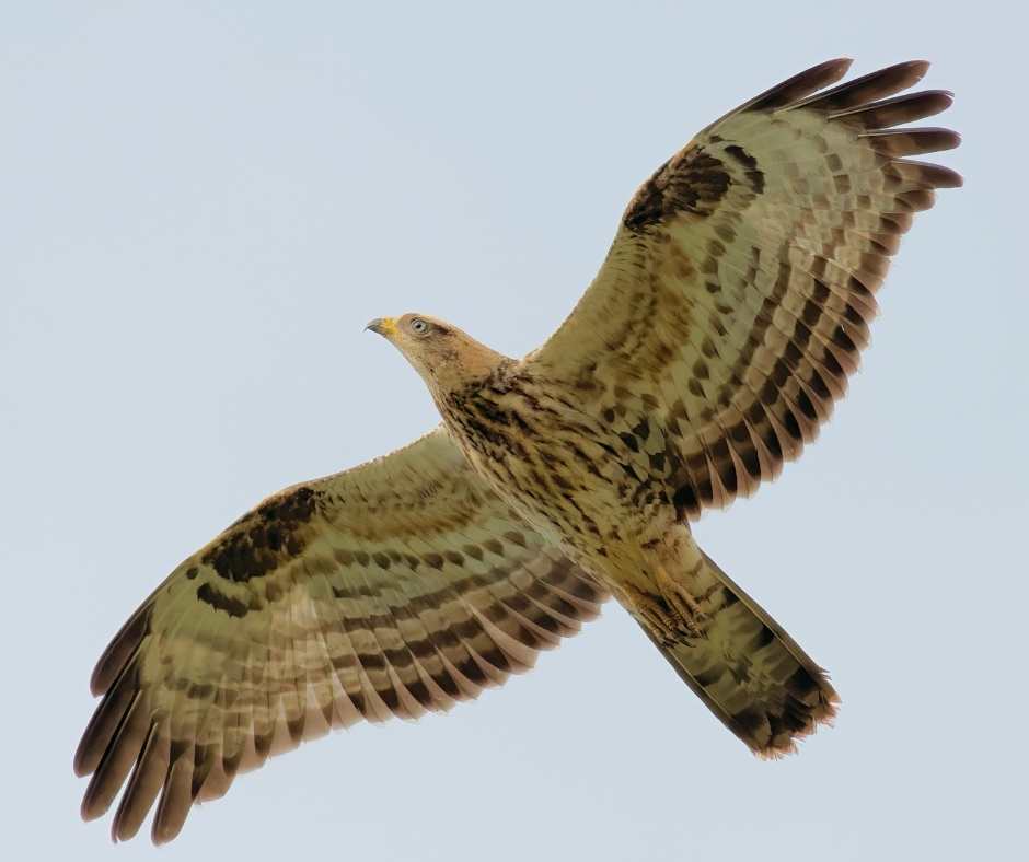 Birdlife Gozo