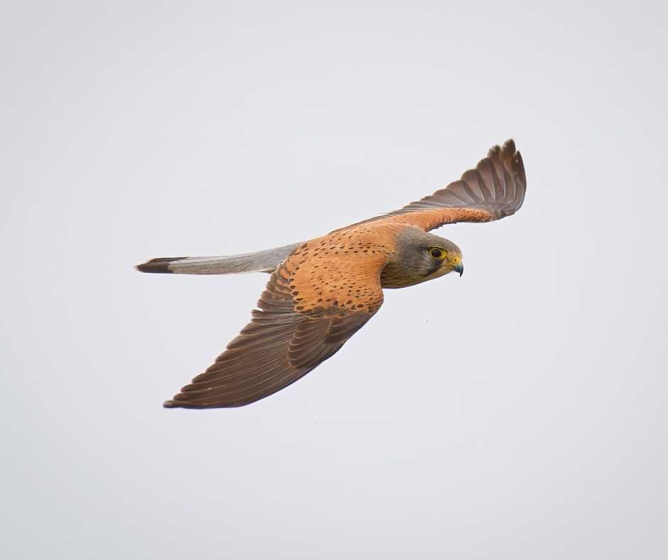 Gozo Bird Diaries