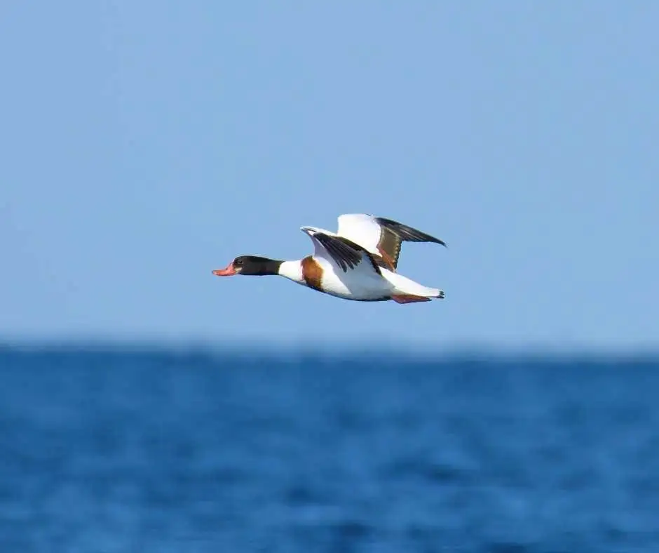 Birdlife Gozo