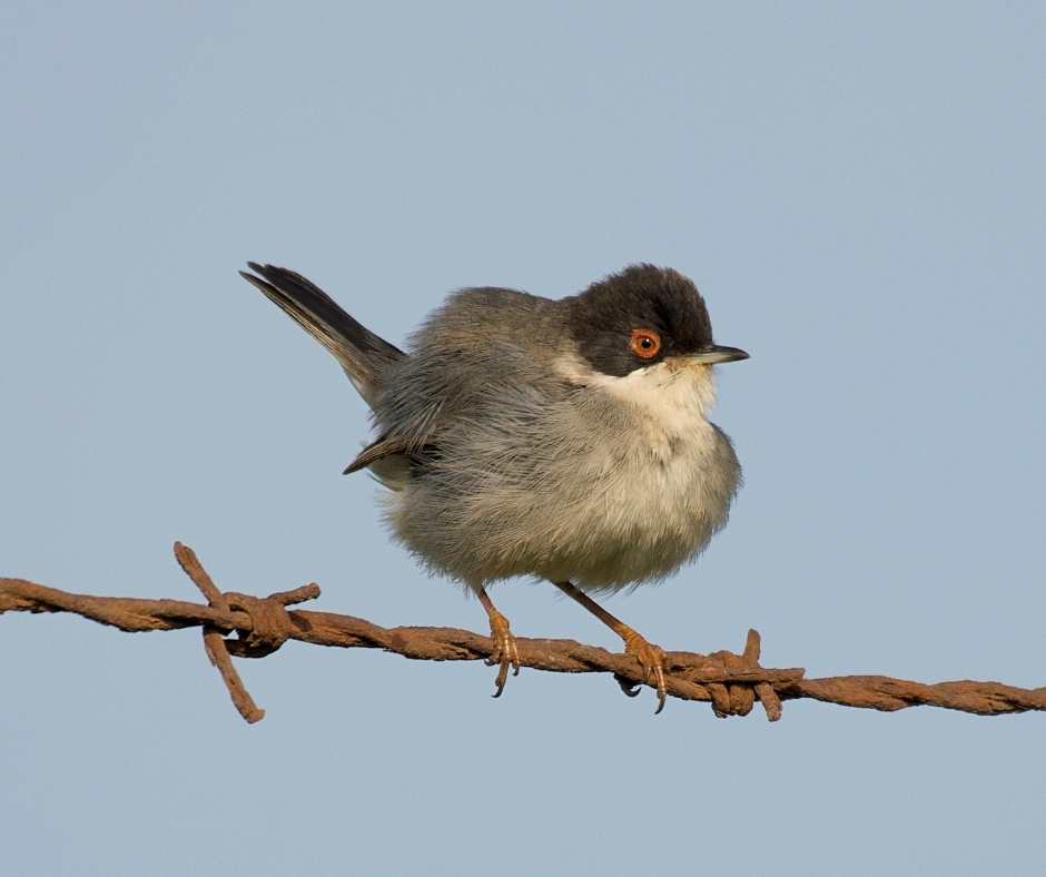 Birdlife Gozo