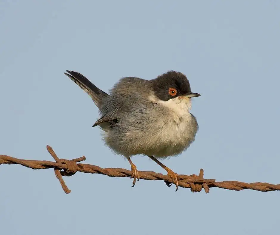 Birdlife Gozo