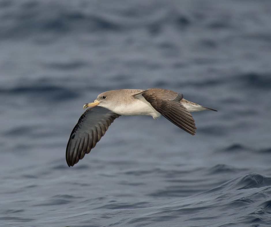 Gozo Bird Diaries