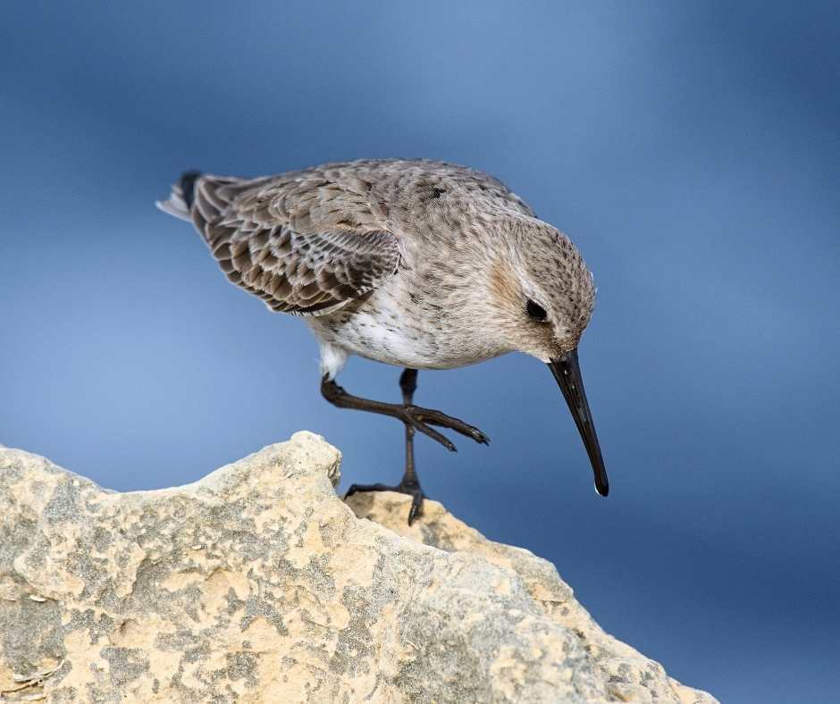 Birdlife Gozo