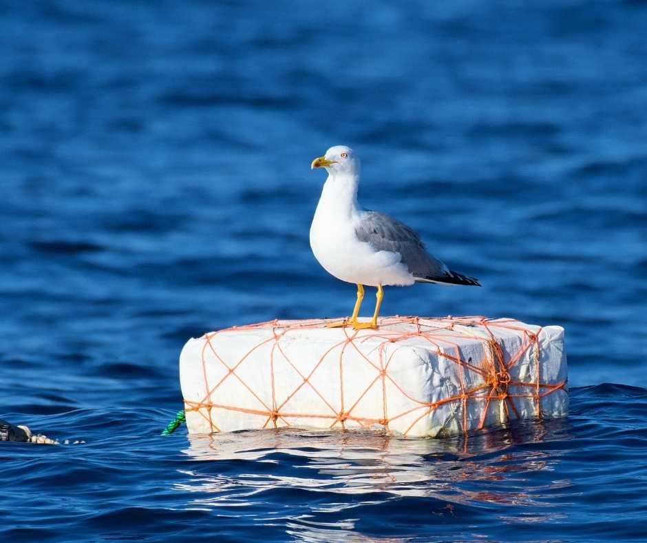 Gozo Birds