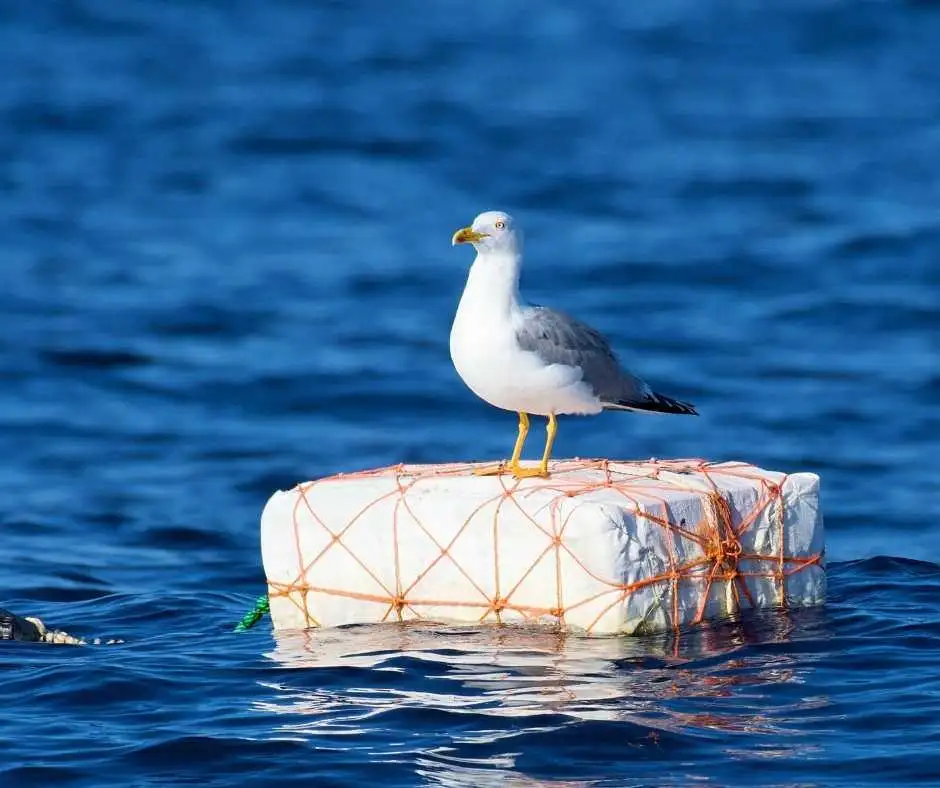 Gozo Birds