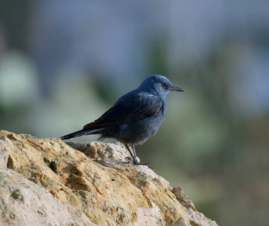 Birdlife Gozo