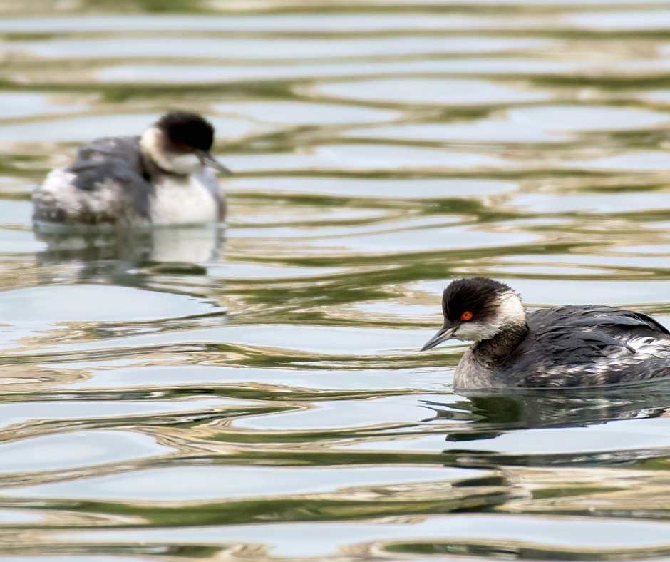 Gozo Birds