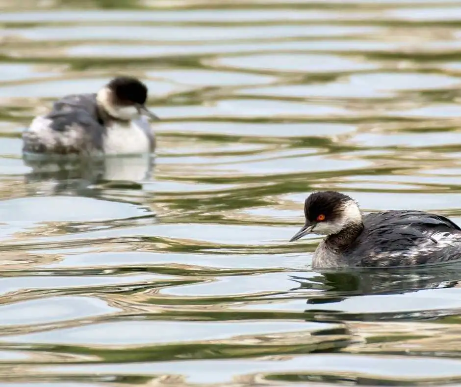 Gozo Birds