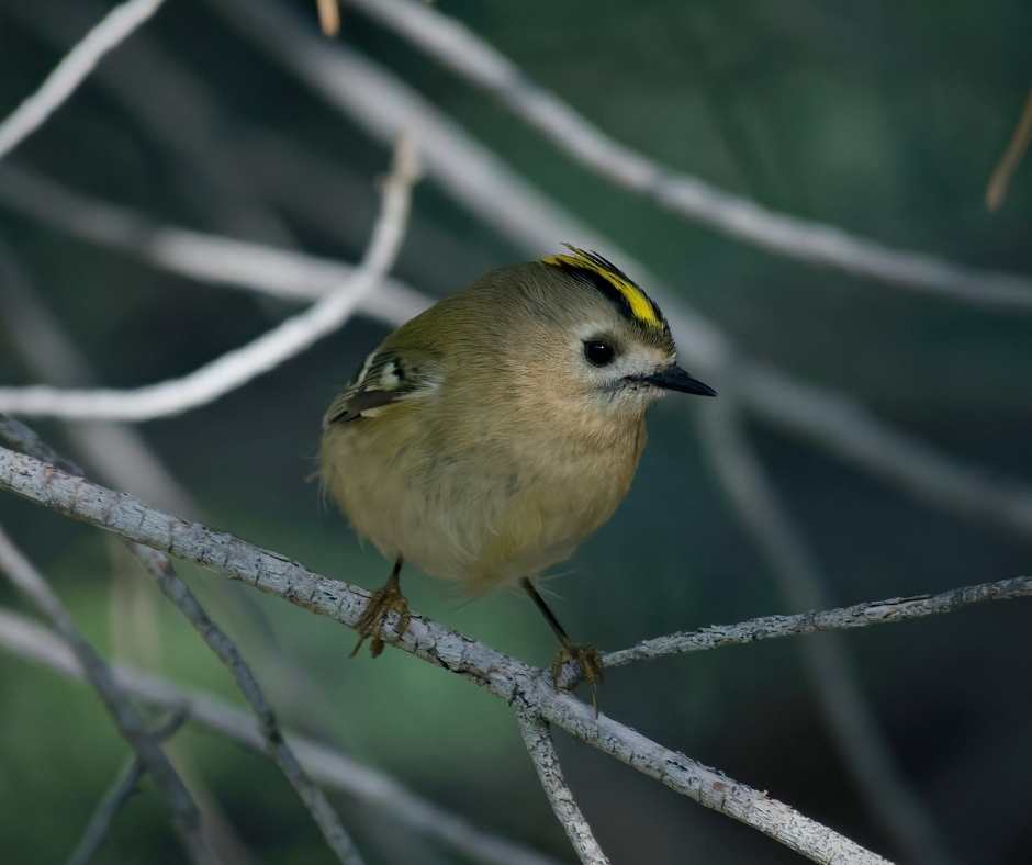 Gozo Birds
