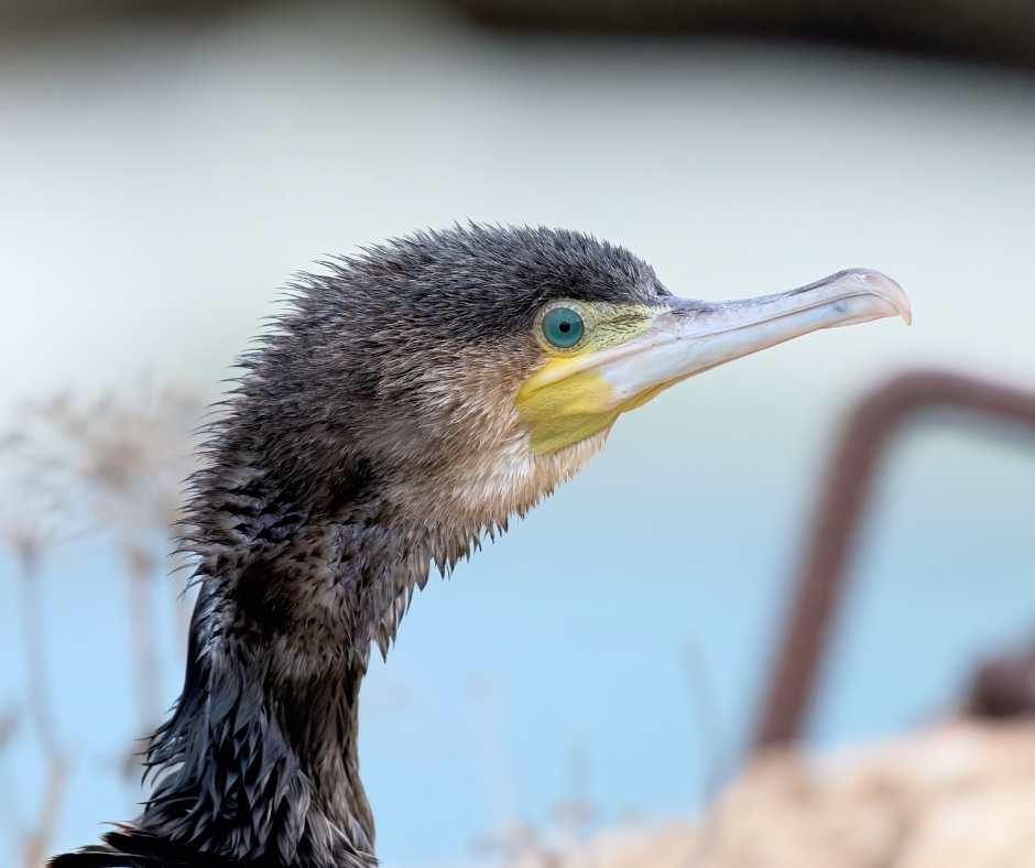 Birdlife Gozo