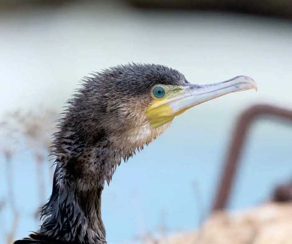 Birdlife Gozo