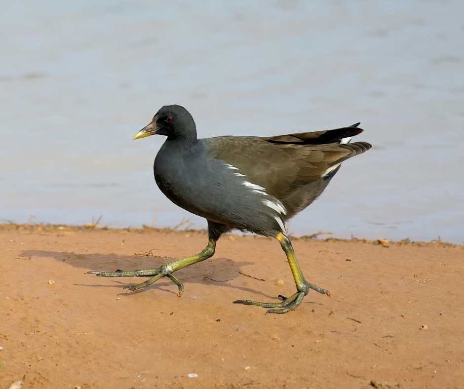 Birdlife Gozo