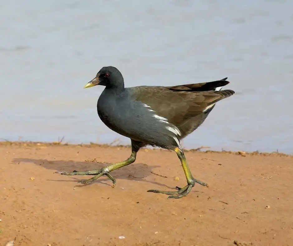Birdlife Gozo