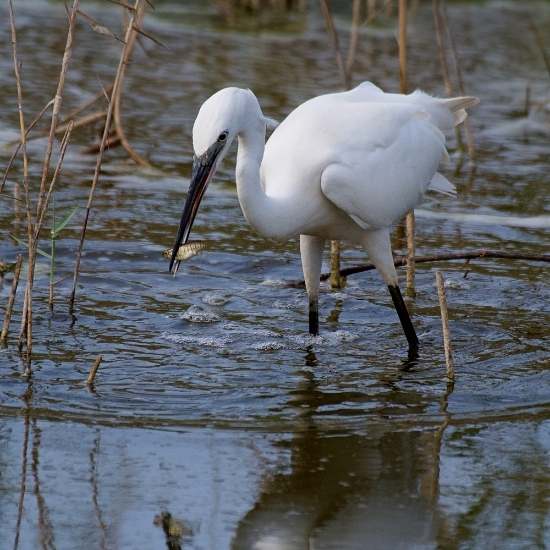 Birdlife Gozo