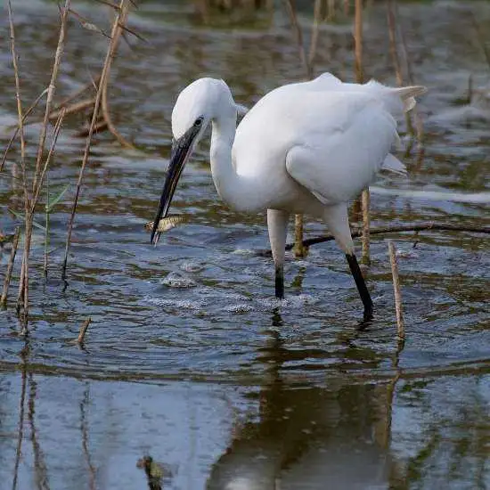 Birdlife Gozo
