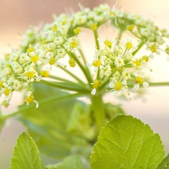 Foraging Alexanders Gozo