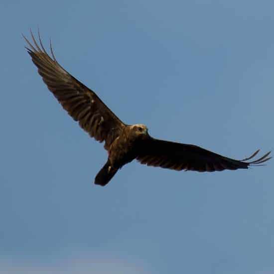Gozo Birds
