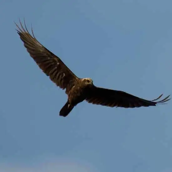Gozo Birds