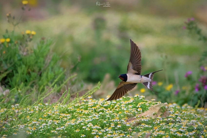 gozo birds