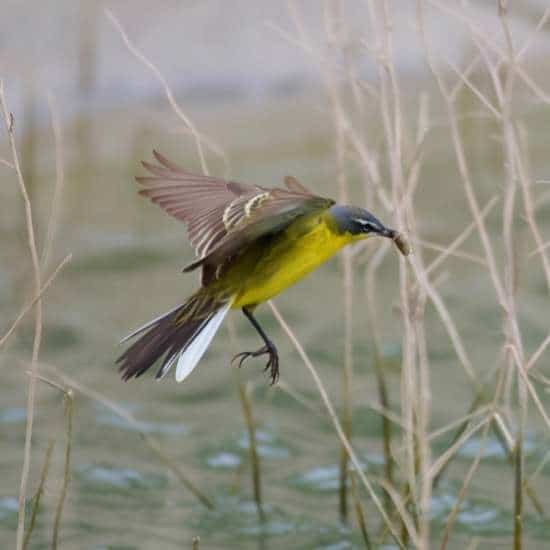 Birdlife Gozo