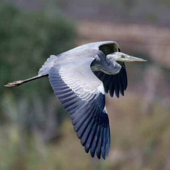 Gozo Birds