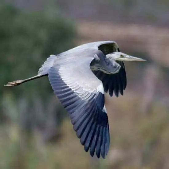 Gozo Birds