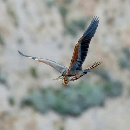 Birdlife Gozo
