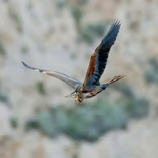 Birdlife Gozo