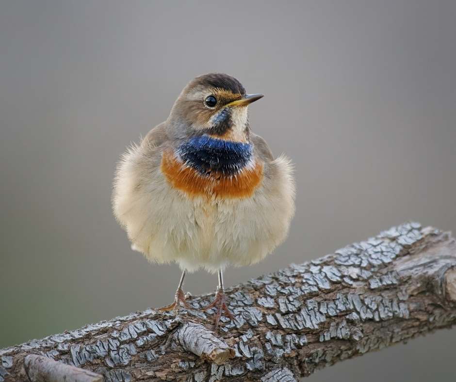 birdlife gozo