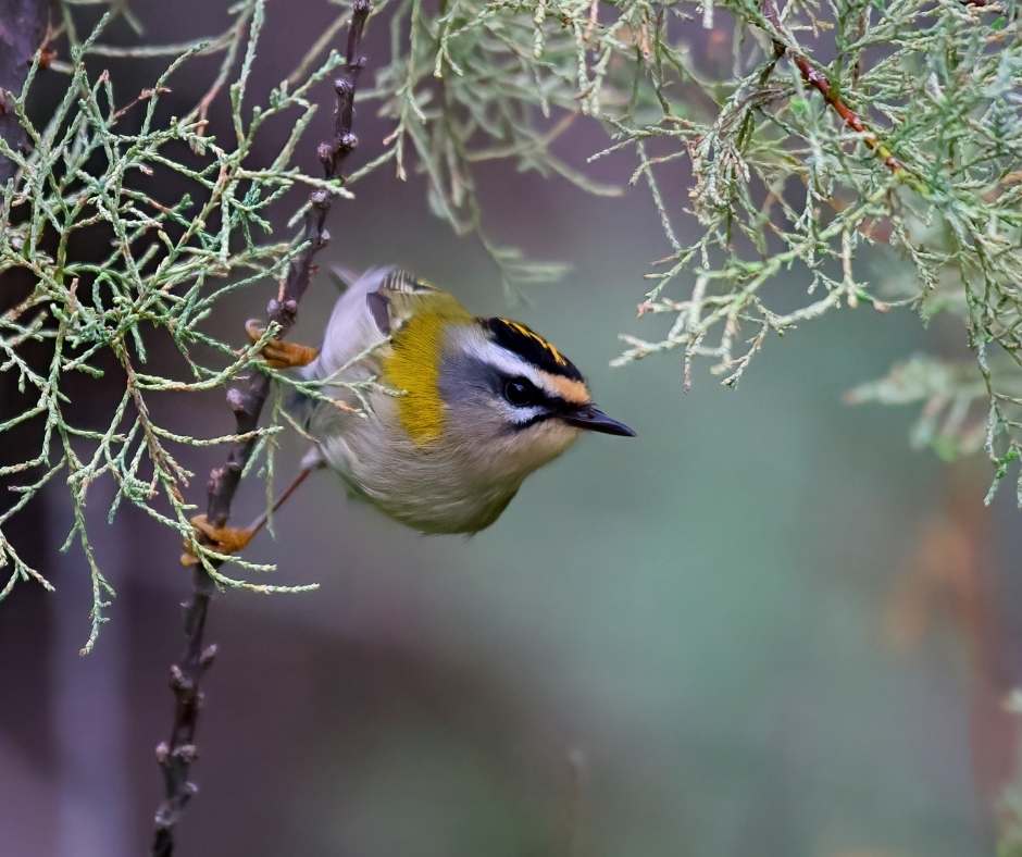 birdlife gozo