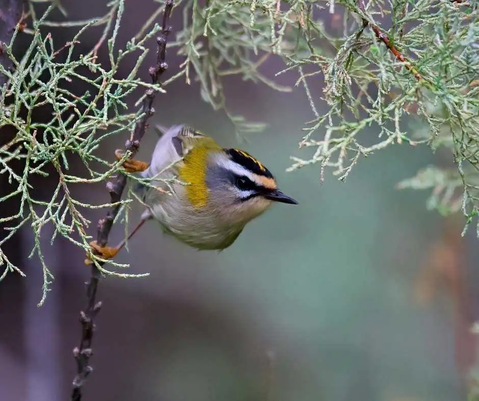 birdlife gozo