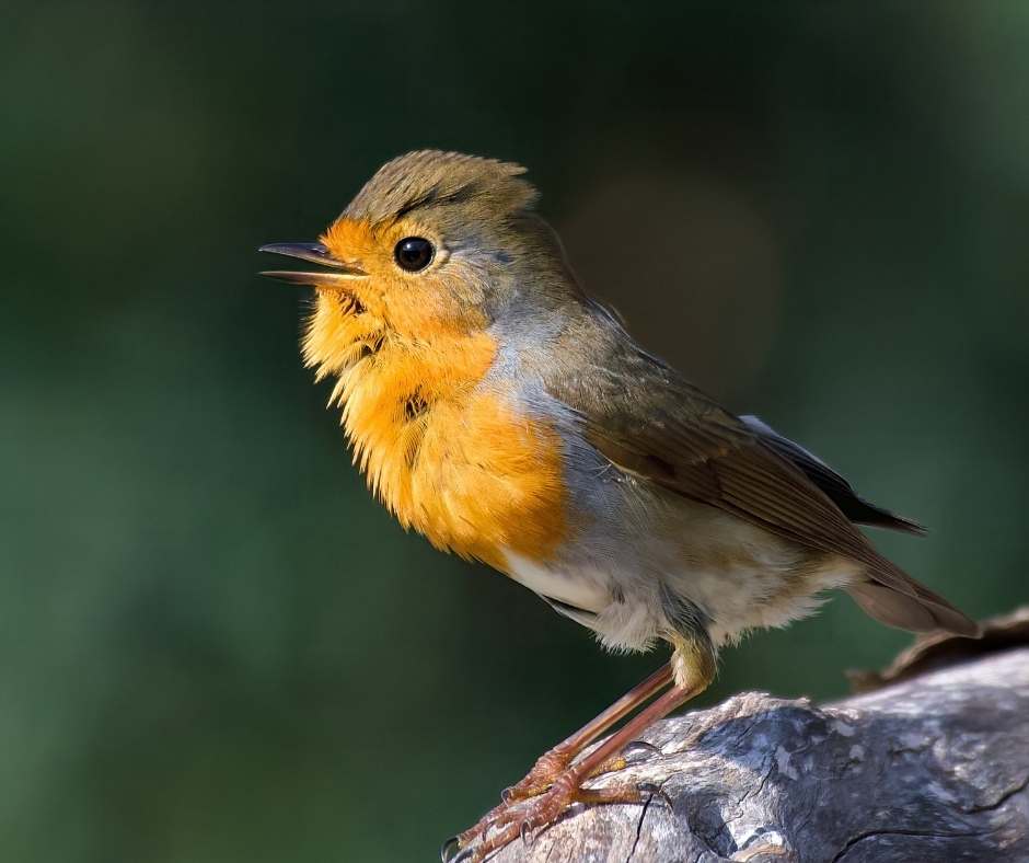birdlife gozo