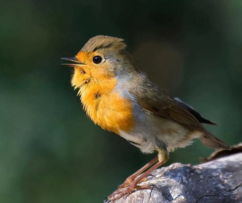 birdlife gozo