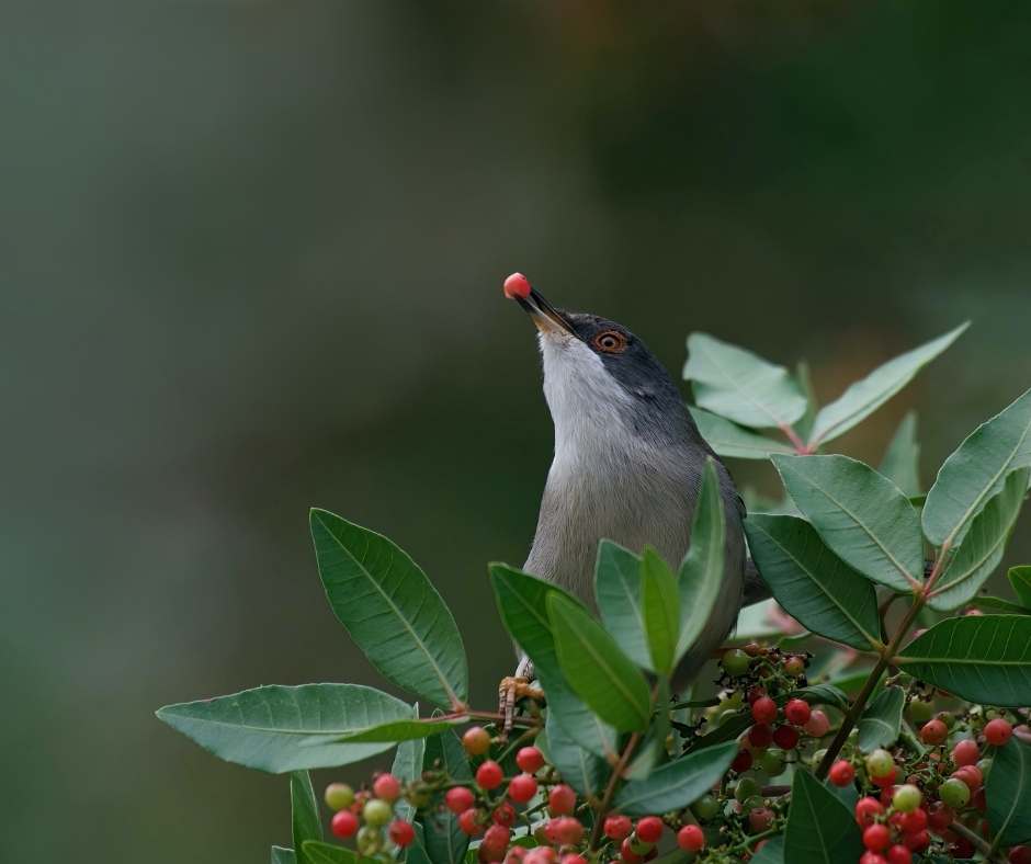 birdlife gozo