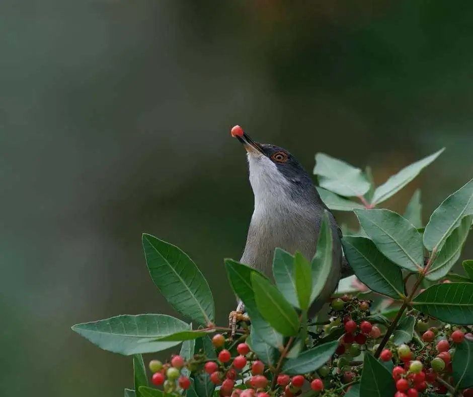 birdlife gozo