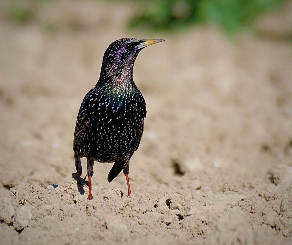 birdlife gozo