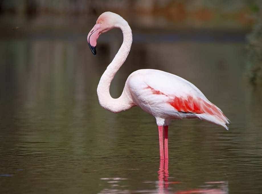 birdlife gozo