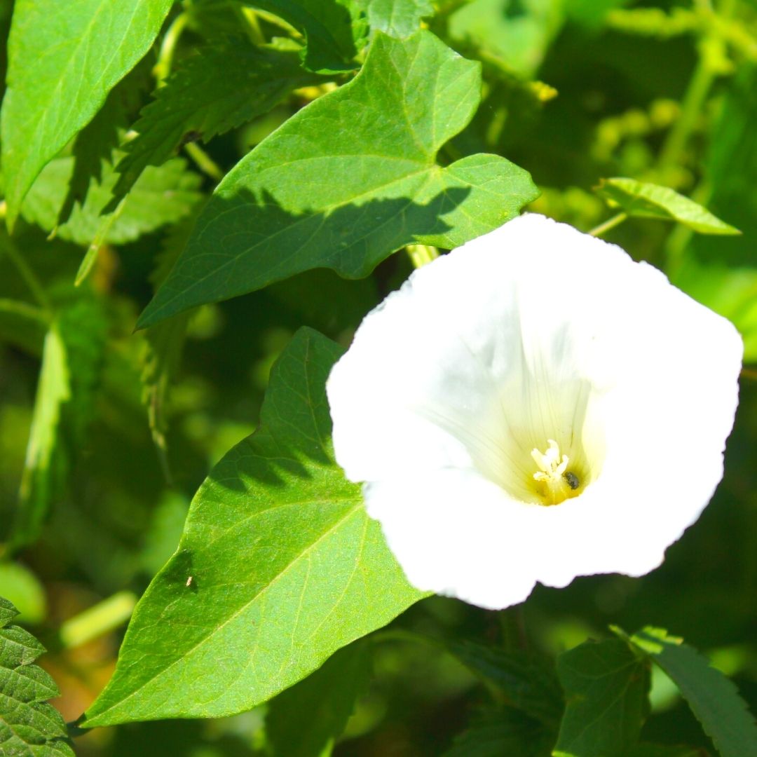 Foraging Gozo False Bindweed