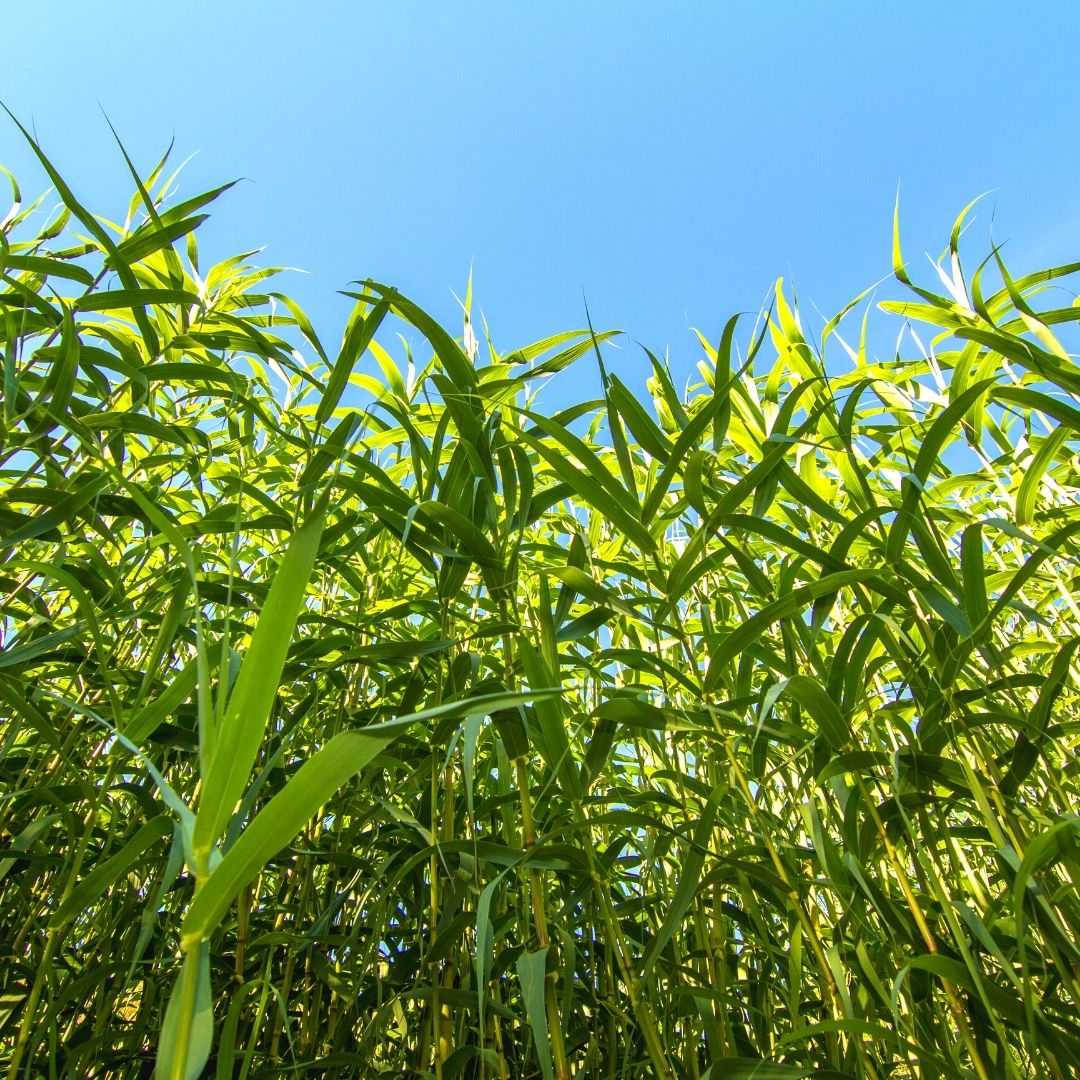 Foraging Gozo Giant Cane