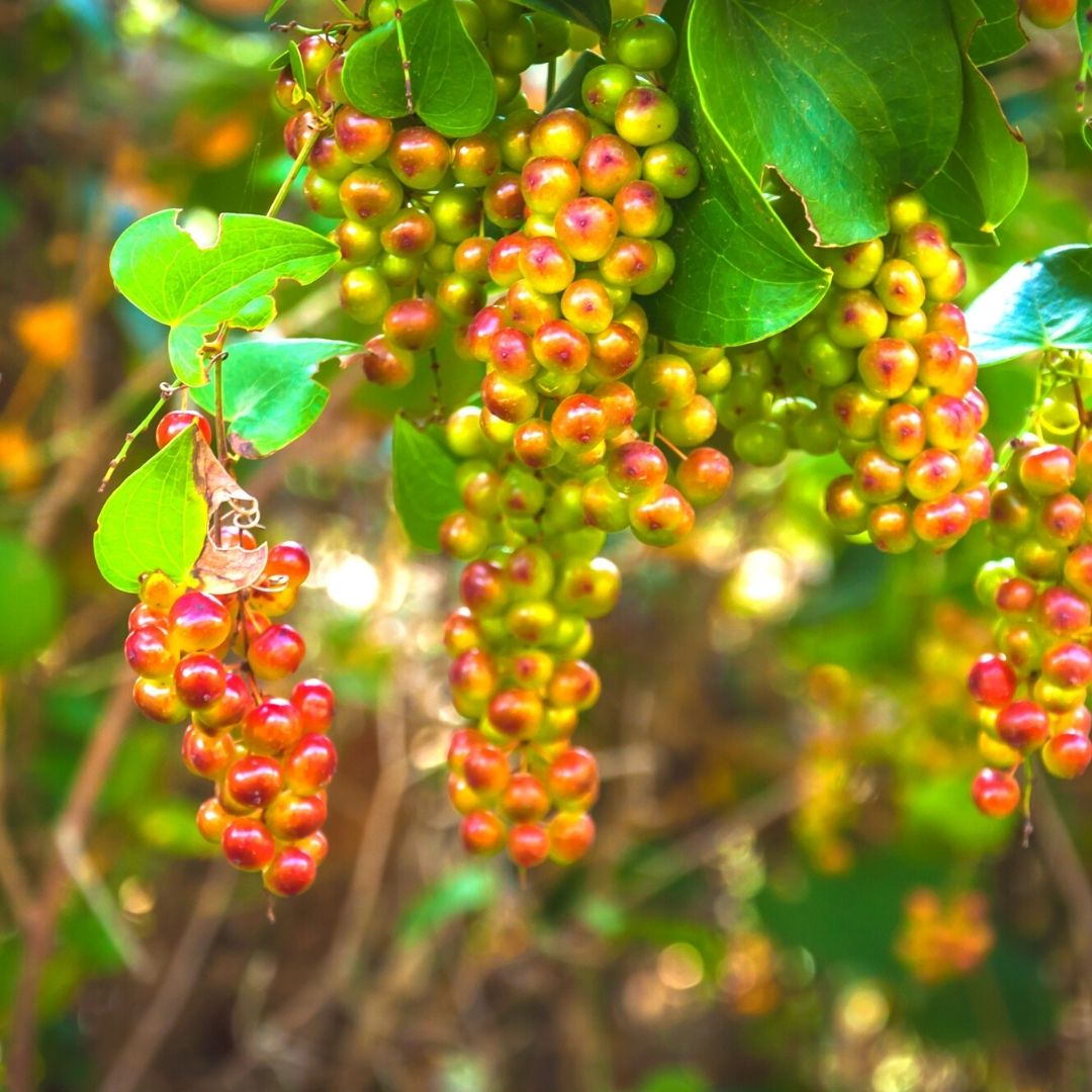 Foraging Gozo Sarsaparilla