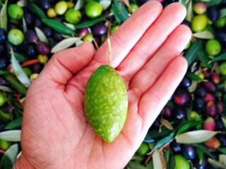 Ta Mena Olives Ta Mena Olives